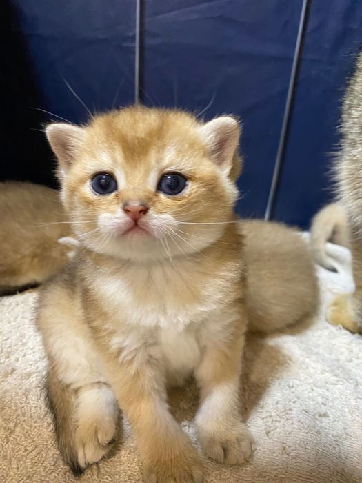 Продаю здоровых котят золотая шиншилла.