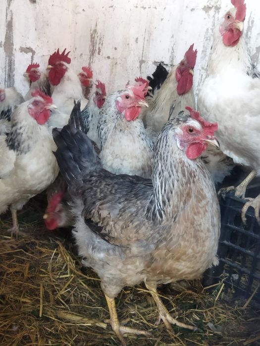 Продам куры домашние
