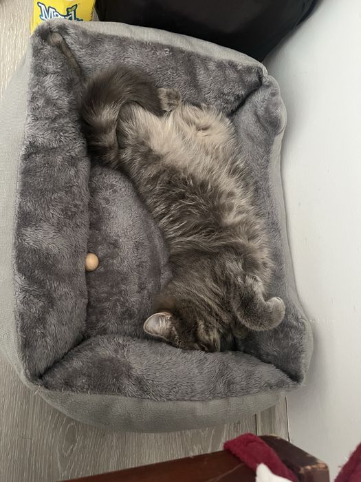 Отдается кошка в добрые руки