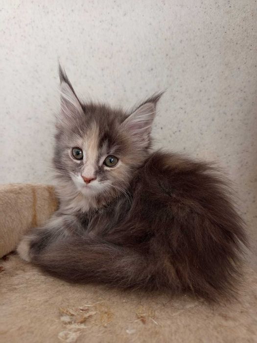 Pisica Maine Coon provenienta felisa autorizata