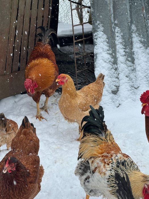 Vand cocosi de curte