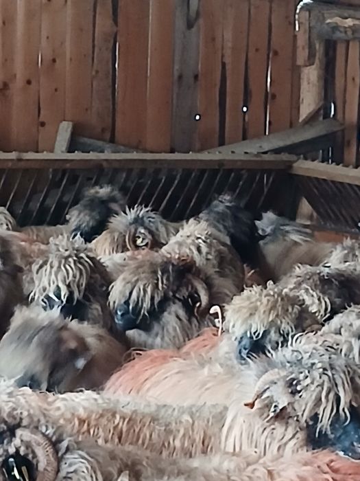 40 de oi cu miei si 10 carlane disponibile