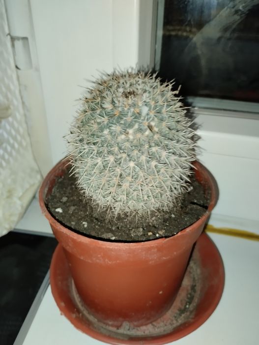 Кактус домашный растения