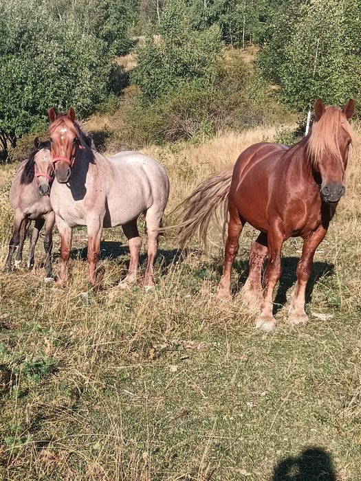 De vânzare 1 armăsar o manza si o iapa