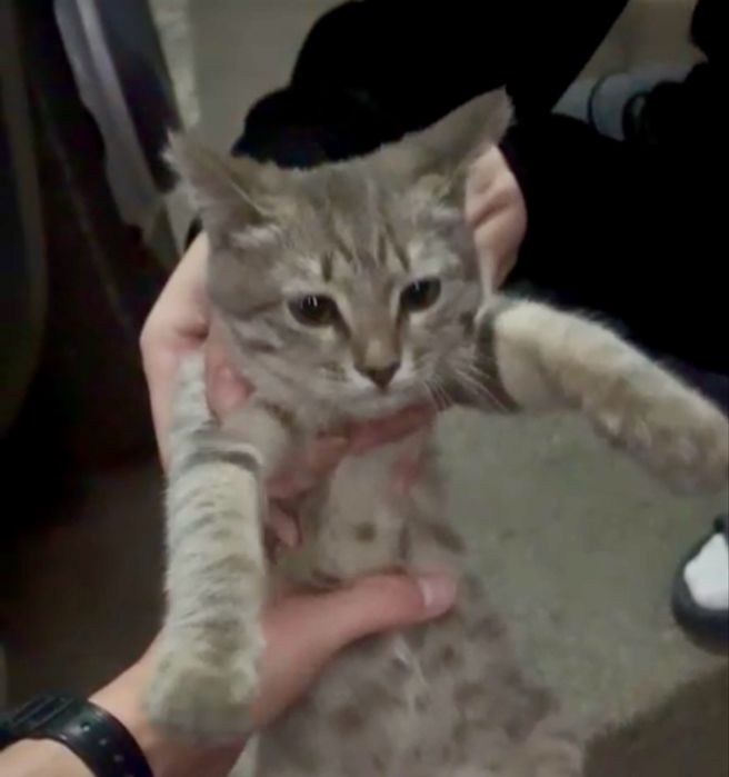 Котенок ищет дом