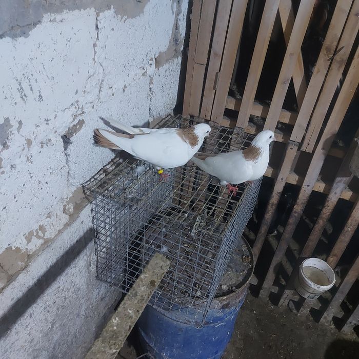 Желташейки пара гатовый