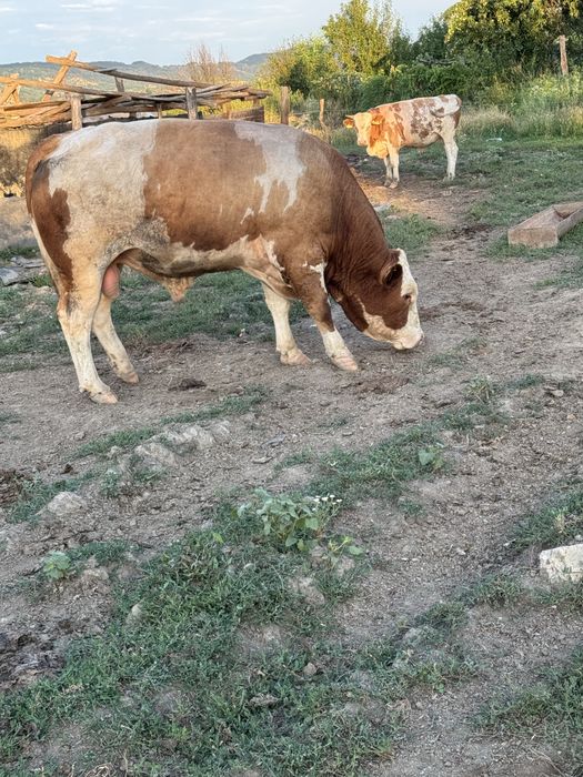 Vand taur baltata romaneasca