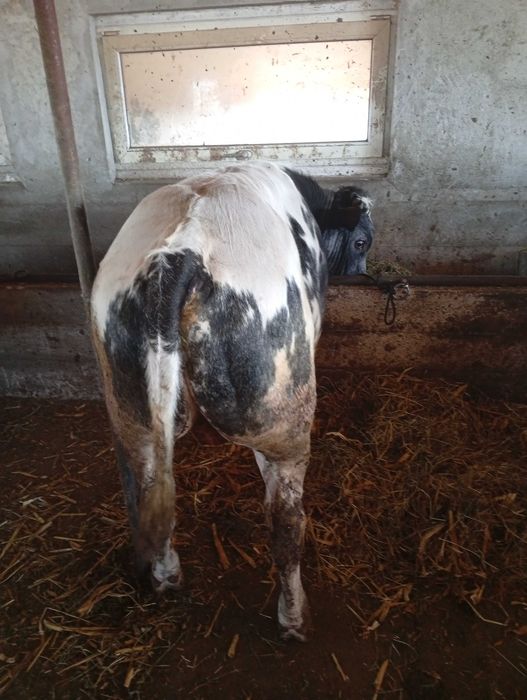 Vițel de carne de vanzare