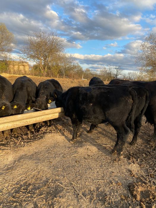 Vitele Angus de reproductie