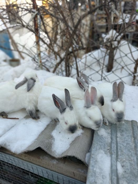 Продам  калифорнию