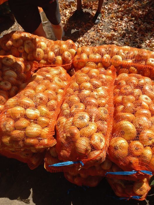 Ceapa galbena plata