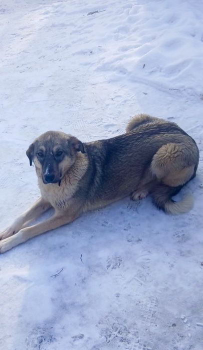 Щенки в добрые руки