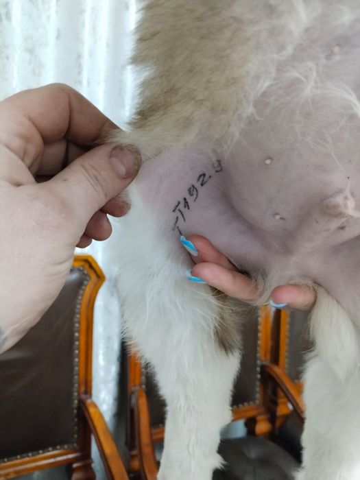 Продам щенка породы сенбернар