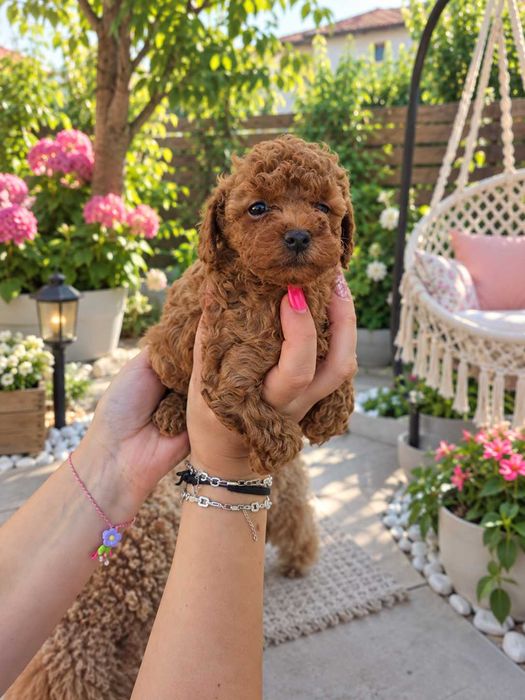 Toy poodle момиче-Fci, Genetic, Pl