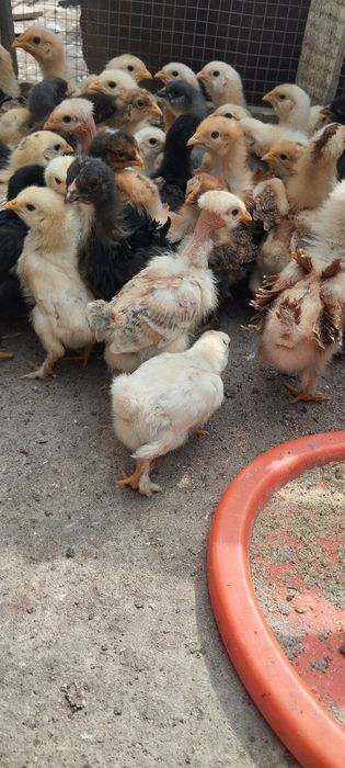 Vand pui de găini de țară