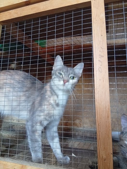 Skidkada mushuk bolachalari