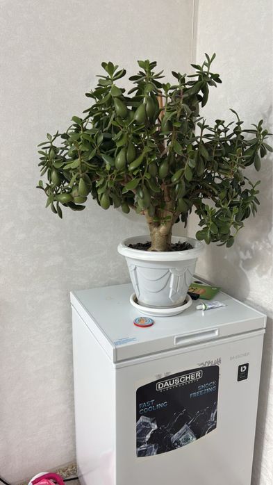 Денежное дерево комнатное растение