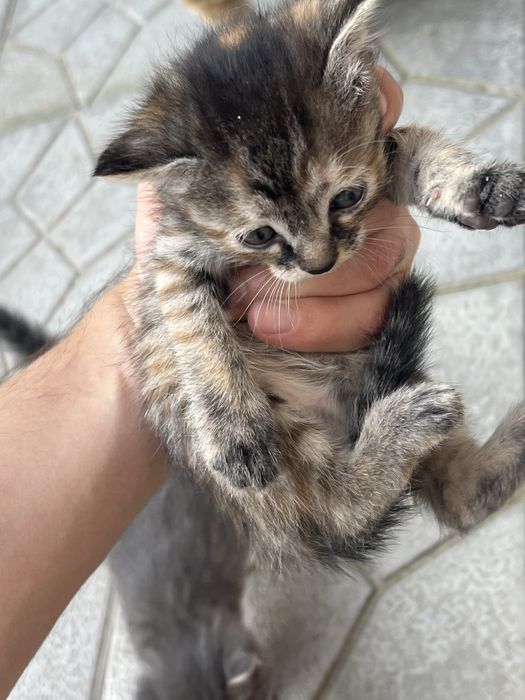 Отдам котика в добрые руки (2,5 месяца, девочки)