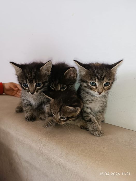 Котята Мысыктар  в добрые руки