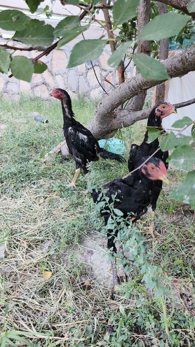 Kulangi dakan jôjalar