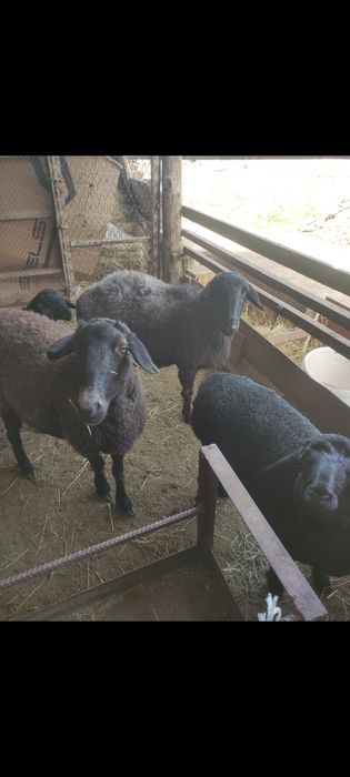 Продаются бараны