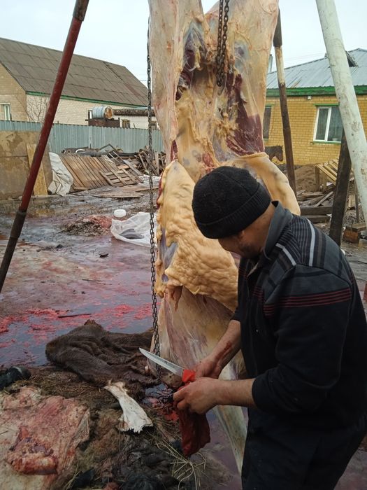 Тай байтал донен бие согым