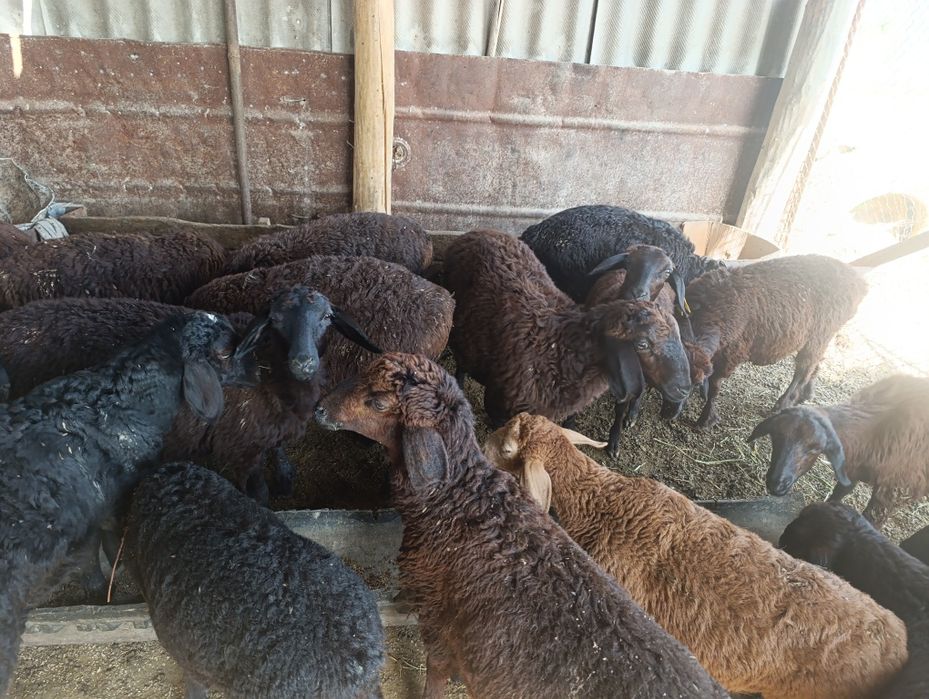 Тоқтылар сатылады келісімді