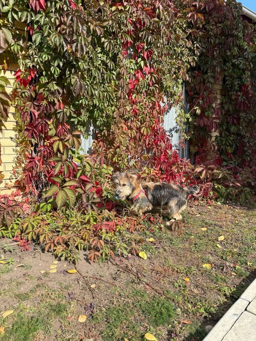 Отдам собачку в добрые руки, срочно