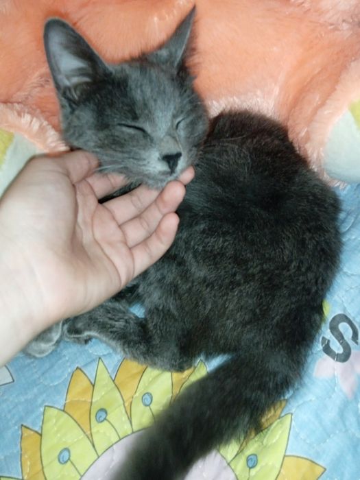 Шотландская вислоухая сотилади