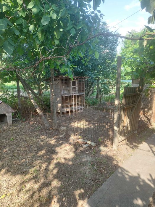 Casa spatioasa cu gradina si mult potential in podgoriile Aradului
