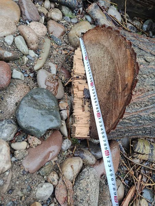 Продается тополь