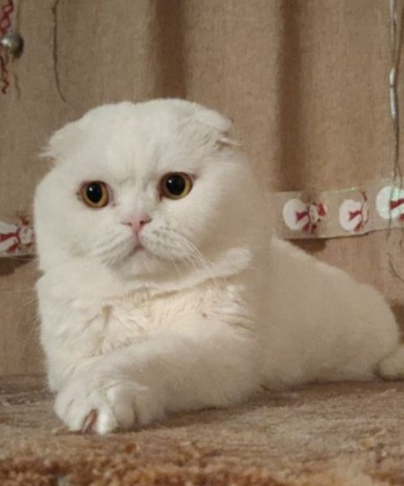 Котята Белые Вислоухий Скоттиш Фолд