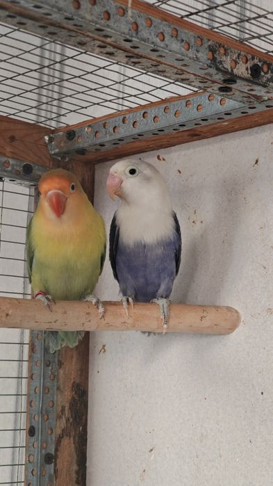 Неразлучник parblue apaline