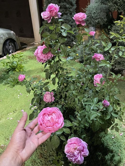 Саженцы роз Пионовидные