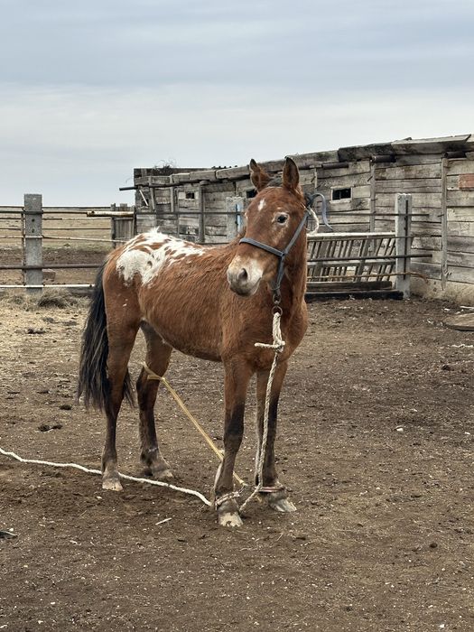 Еркек кунан сатылады шубар