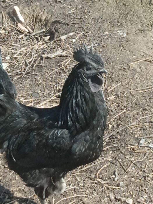 Uxeyilyuy tuxumlari sotiladi. Яйца курицы Ухэйилюй зелёные