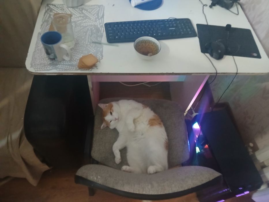 Отдам кота в хорошие руки