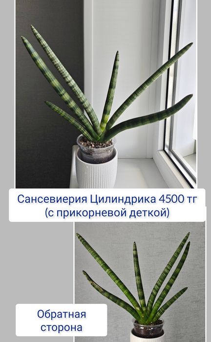 Гастерия суккуленты комнатные цветы