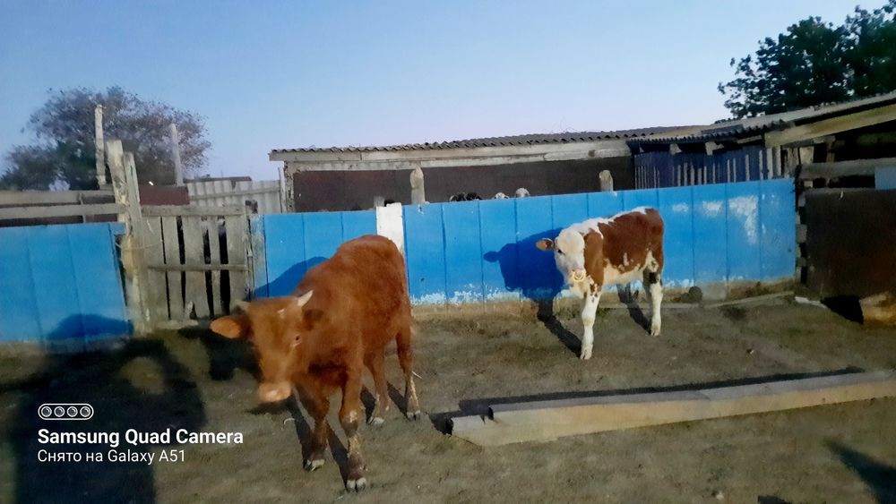 Сиыр жане бір жылдық баспактар сатылады