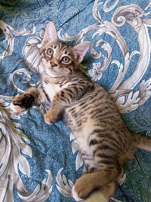 Продаются котята, мальчик и девочка, родившиеся 11 апреля.