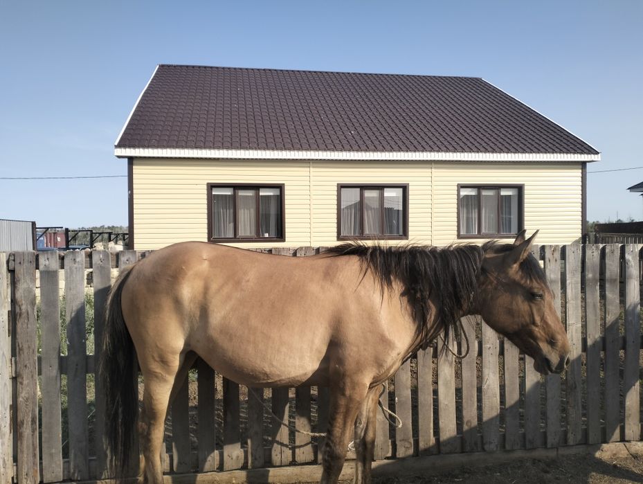 Құнажын байтал сатылады