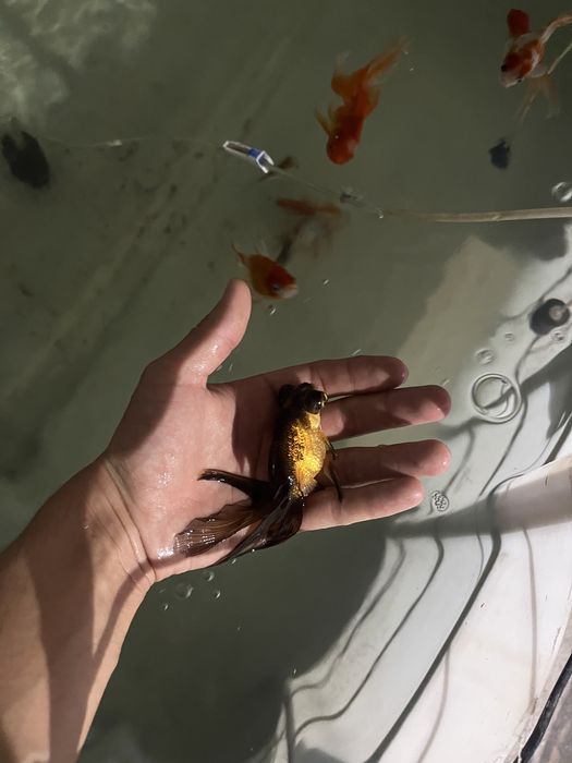 Oranda baliqla sotiladi