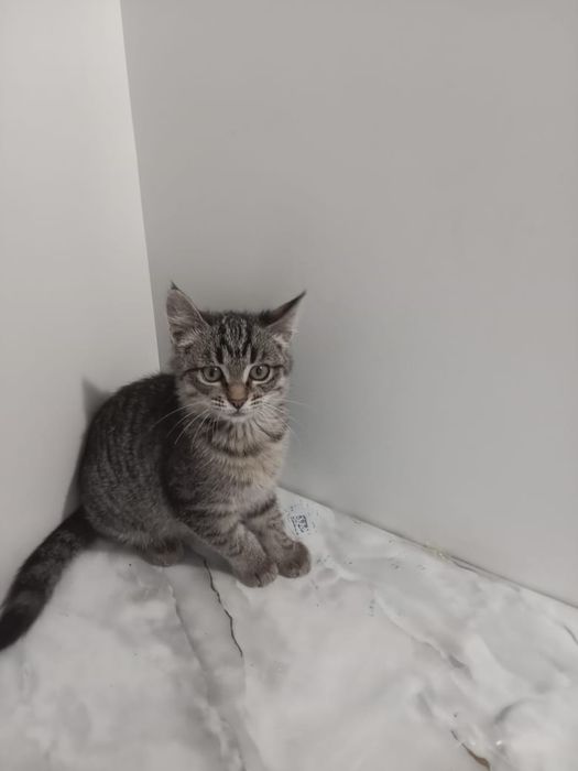 Отдам котёнка в добрые руки