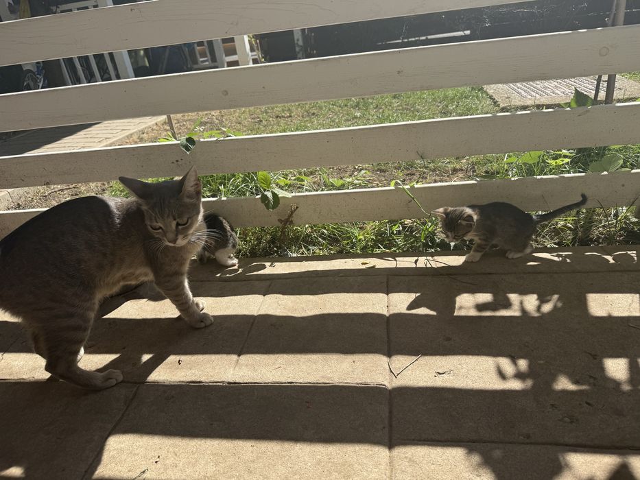 Pui de pisică spre adopție