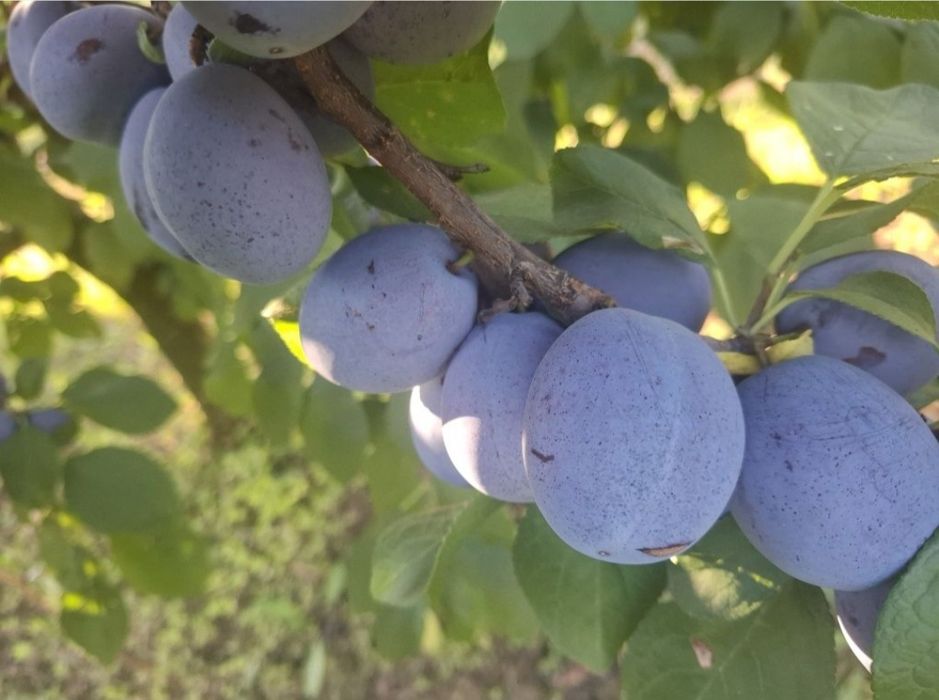 Vând prune pentru țuică
