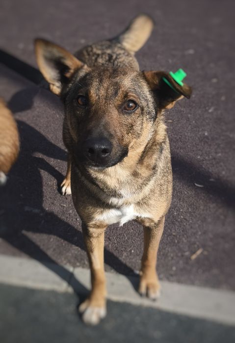 Собака Мася в добрые руки квартирный вариант