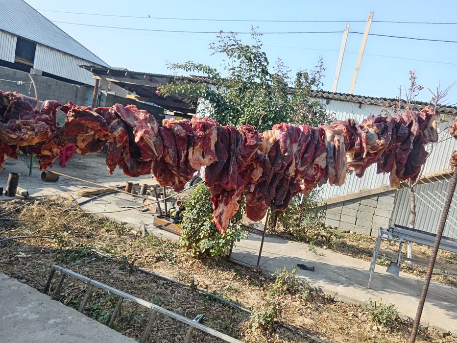 Ет, қазы тыгу, тойға ет.