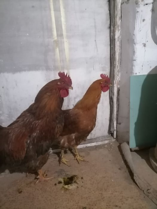 Продам петухов кучинских