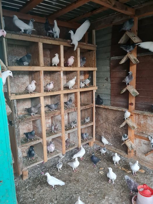 Vând porumbei voiajori diverse culori