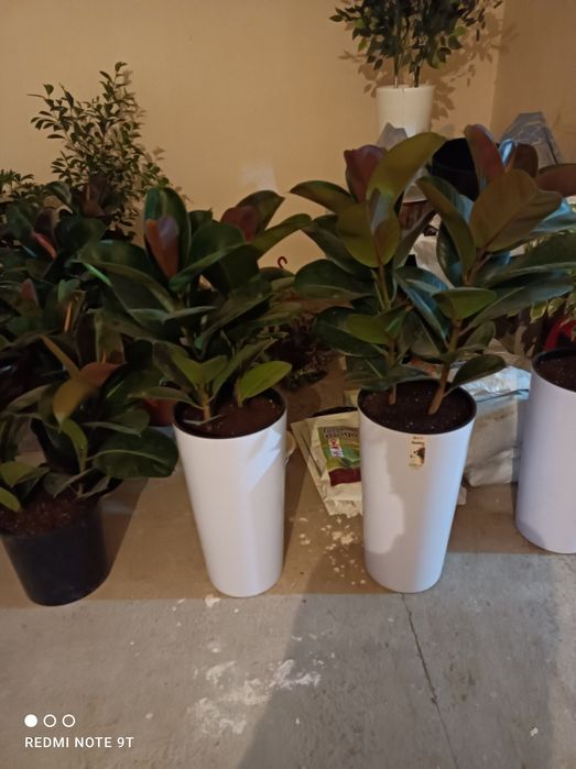 Офисные растения